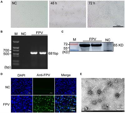 China-origin G1 group isolate FPV072 exhibits higher infectivity and pathogenicity than G2 group isolate FPV027